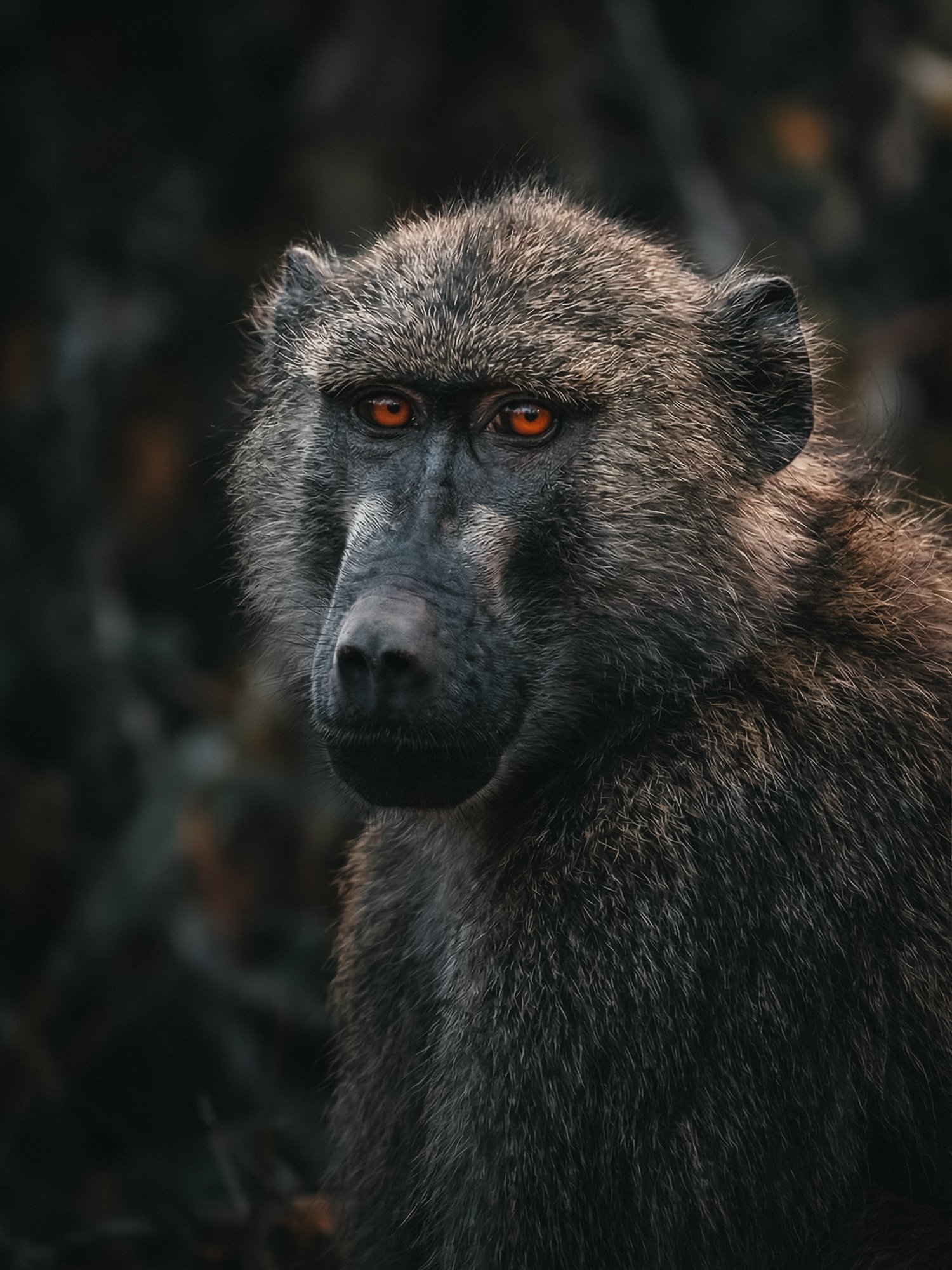 Baboon-Sabi-Sands-Rob-Ash.jpg