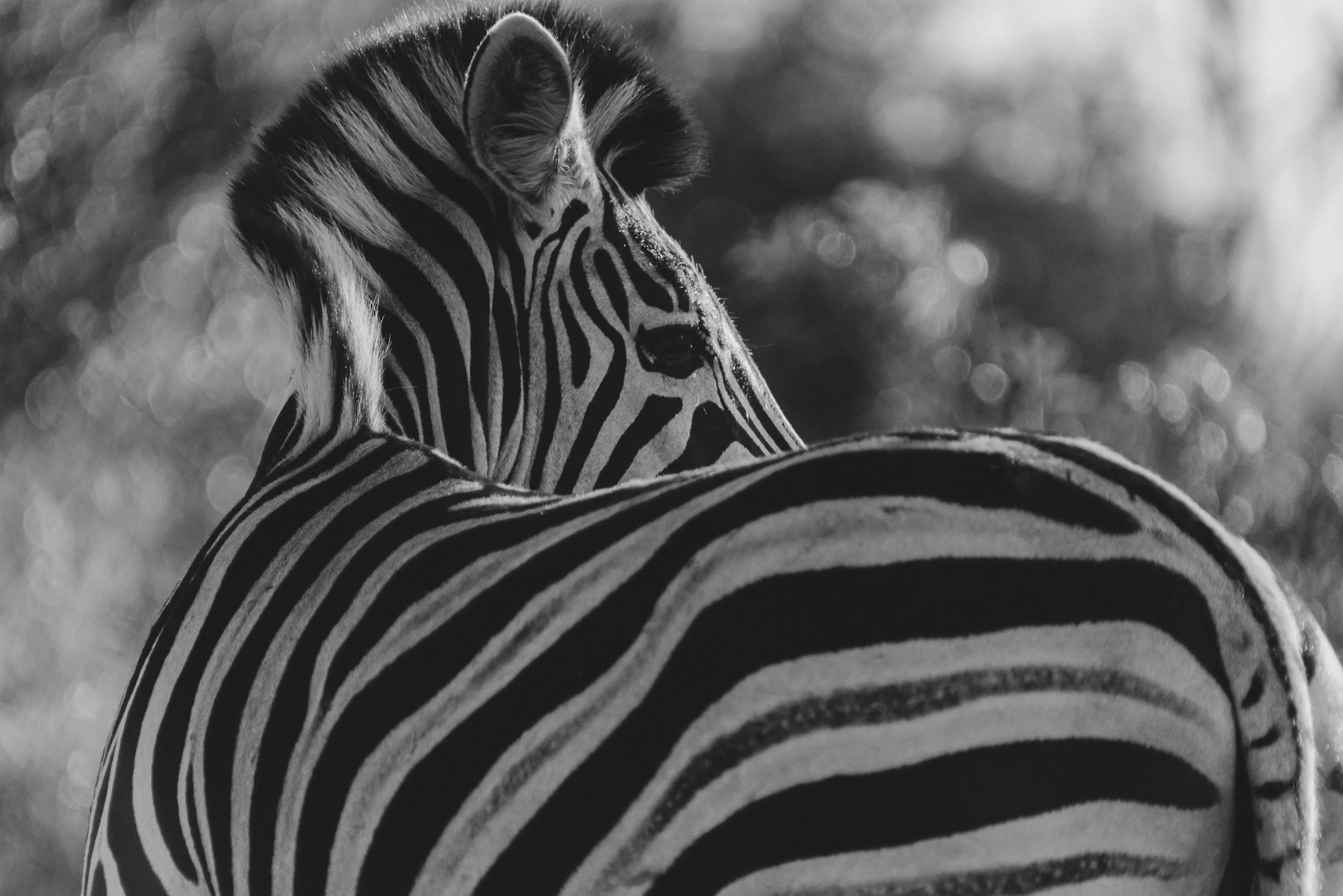 Zebra in Kruger Park photographed by London-based nature photographer Rob Ash