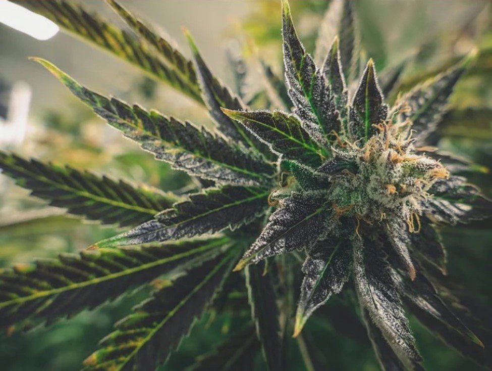 sugarloafseed hemp cbd clones.jpeg