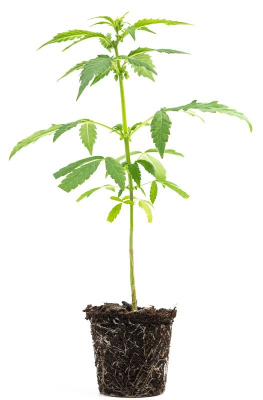 CBD Hemp Clone.jpeg