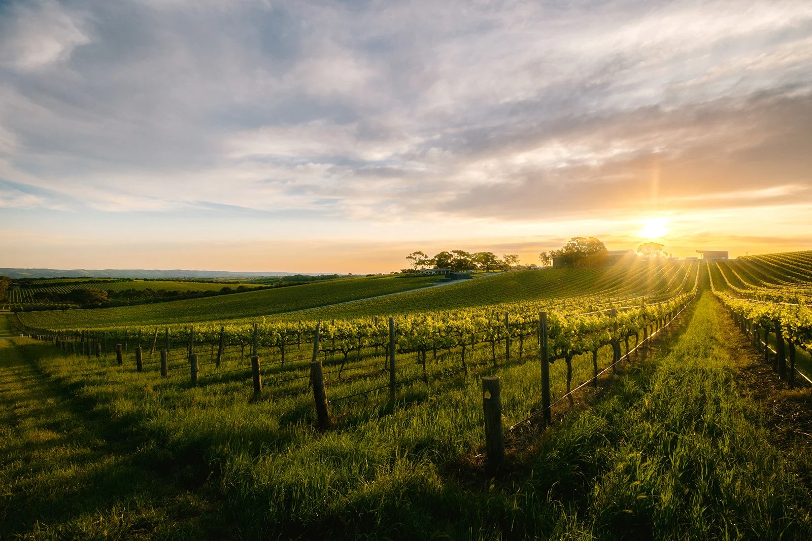 mollydooker-vineyard-sunset.jpg