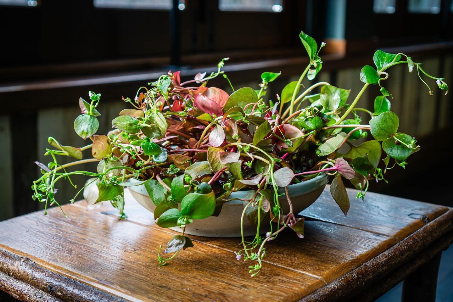 Miners Lettuce is a special leafy green ingredient we love to use in Spring. In season in April and May, this entire plant is edible (except the roots) and is packed full of vitamin C. Foraged for us from interior BC, we love the delicate texture, co