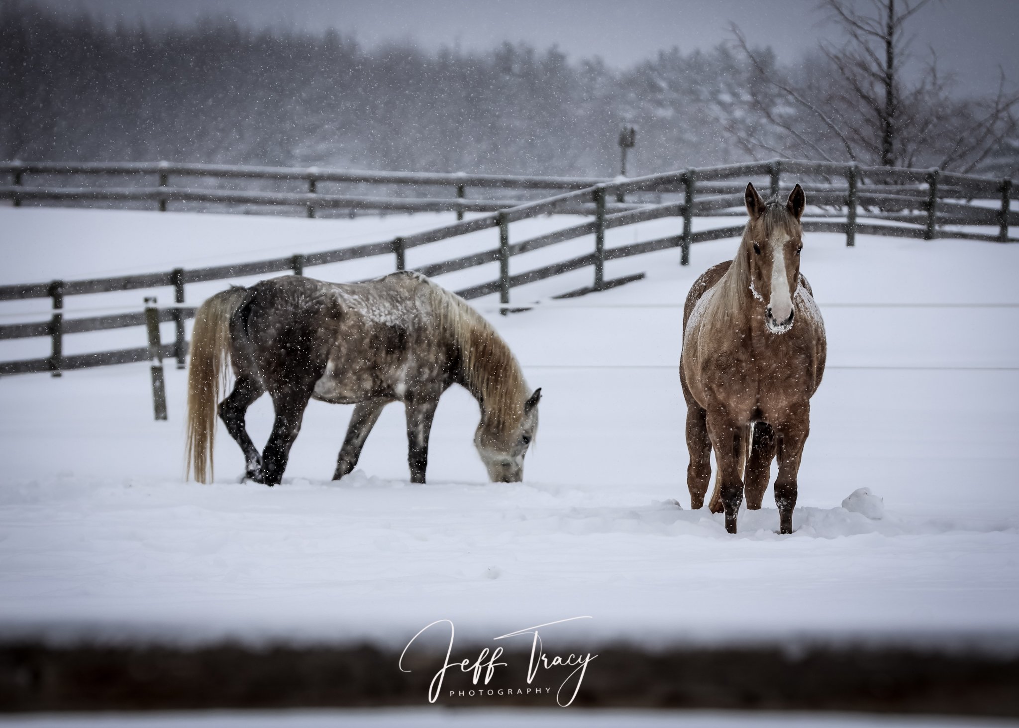 WinterHorses.jpg