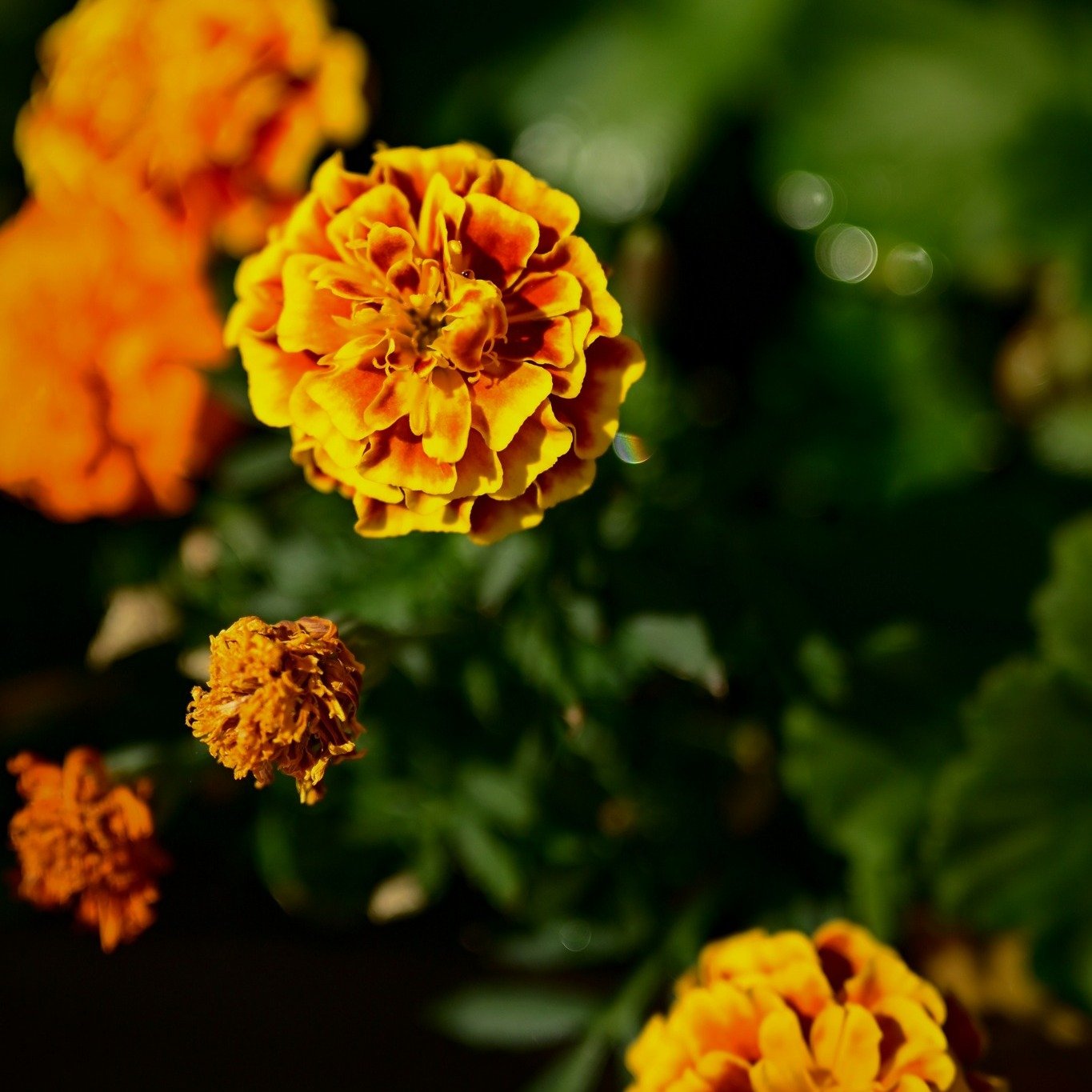 #MariGoldMonday 

Discover the incredible benefits of marigolds in your garden! 🌼✨ Marigolds not only add a pop of vibrant color to your landscape but also offer numerous advantages:

Natural Pest Repellent: Marigolds emit a scent that deters pests 