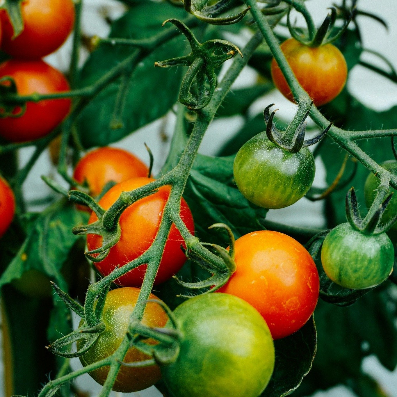 Here's a top tip for your vegetable plants! 🥕🍅 For healthier and more productive veggies, practice crop rotation. By rotating your vegetable crops each season, you help prevent soil depletion and reduce the risk of disease buildup. Plus, it optimiz