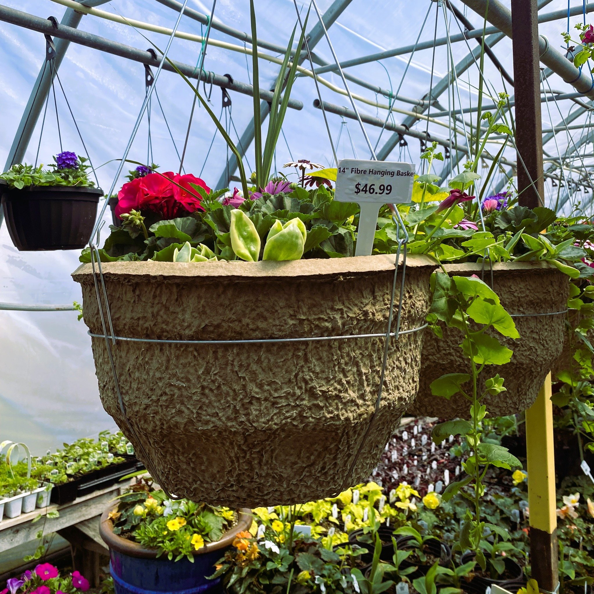 🌸 Spoil Mom with Blooms! 🌿 Elevate her Mother's Day with our stunning hanging baskets starting at just $22.99. 🎁 Gift her the joy of blossoms that last!