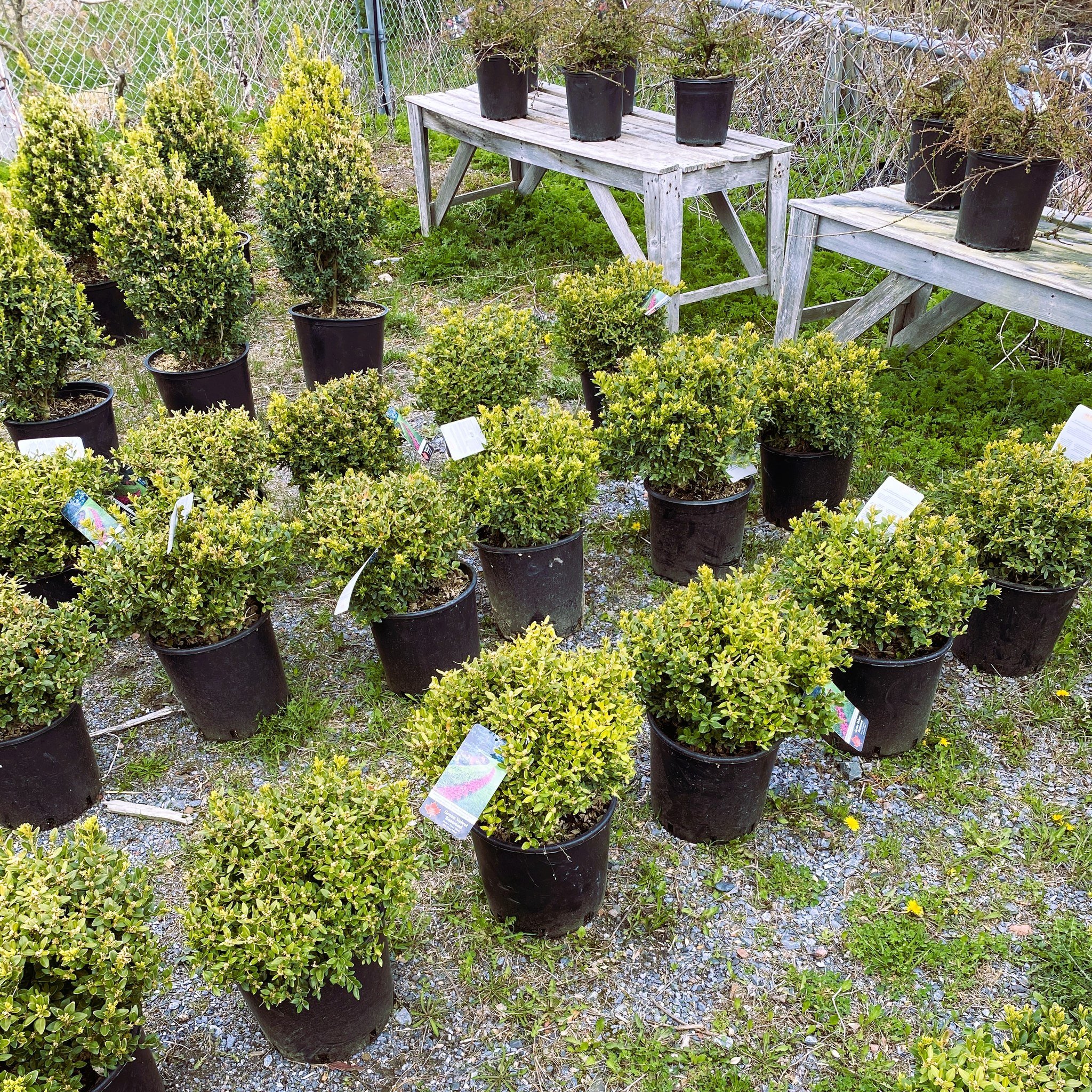 🌿 Bring Timeless Elegance to Your Garden! 🏡 Our boxwoods are here to elevate your outdoor oasis. Whether you're crafting a classic hedge or adding a touch of green to your landscape, our boxwoods are the perfect choice. Available now, starting at $