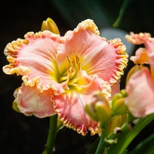 🌸 Experience Endless Blooms! 🔄 Our Re-blooming Daylilies are back, and they're ready to dazzle your garden with their continuous bursts of color! Get the beauty that keeps on giving for just $13.99. Don't miss out on this season's floral favorite!