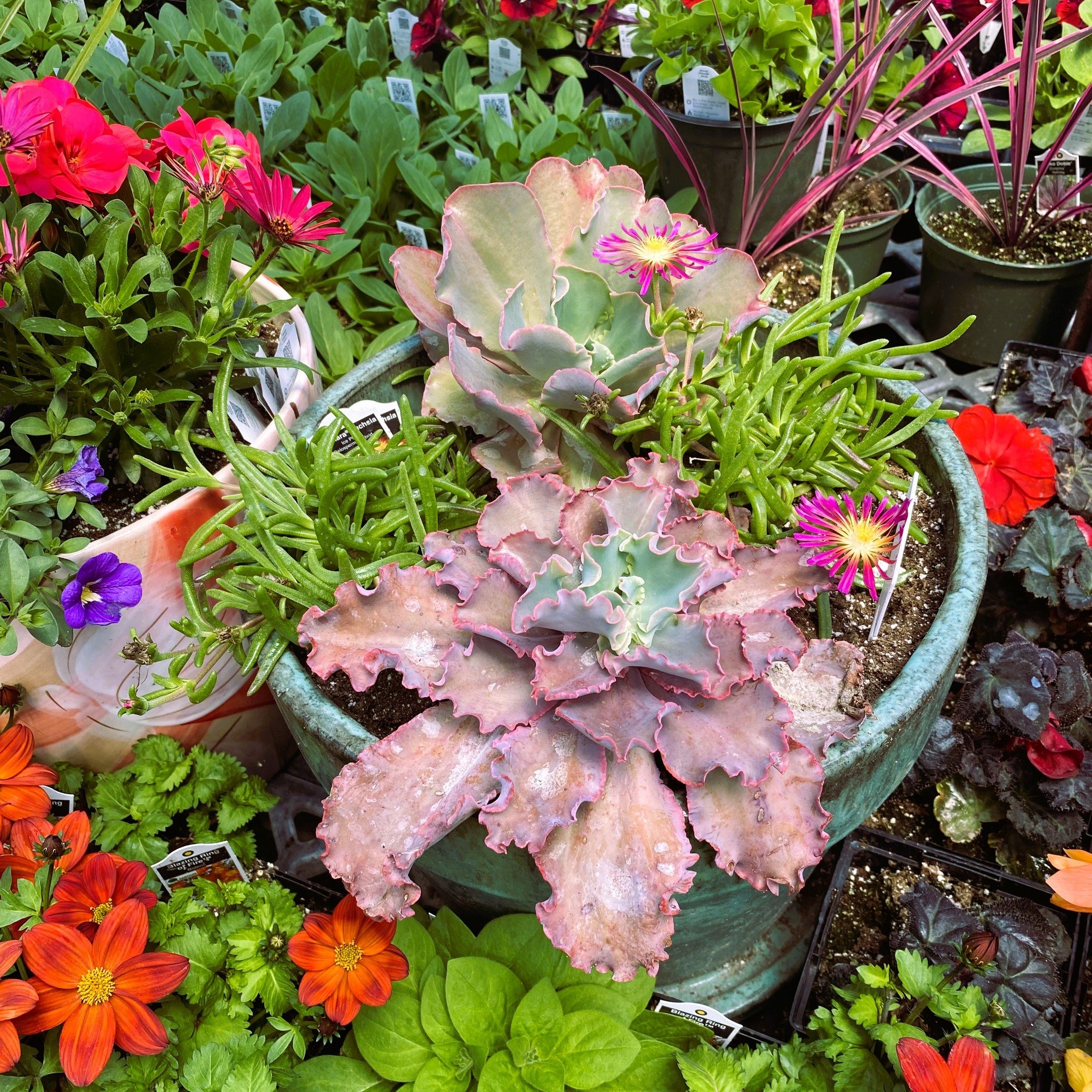 🌟 Discover Uniquely Beautiful Treasures! ✨ Elevate your garden with our gorgeous annuals, ready-made planters and more!