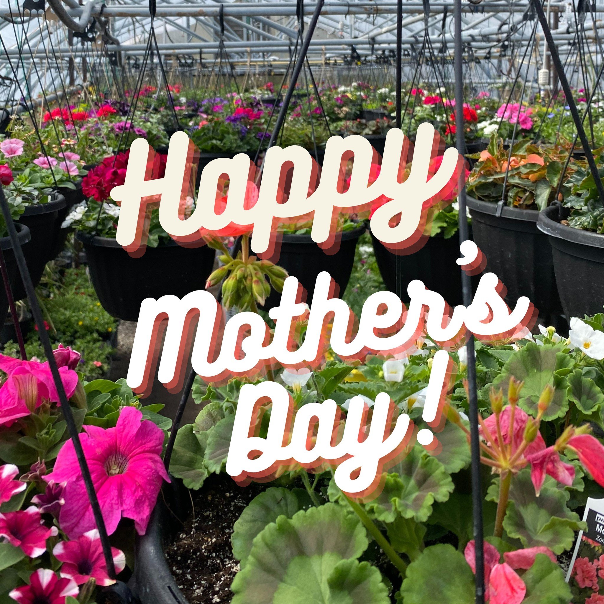 🌷 Celebrating Mom's green thumb this Mother's Day! Find the perfect blooms and gifts at our garden centre to make the day blossom. 💐