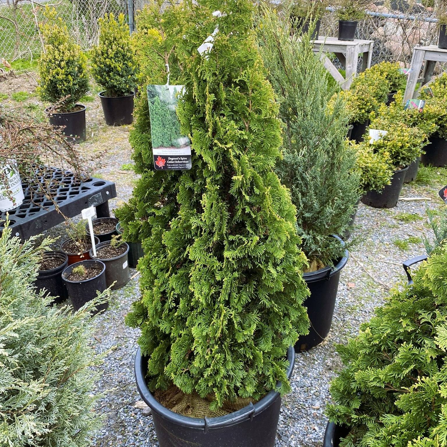 🌲 Elevate Your Landscape with Majestic Cedars! 🌿 From ground cover to towering trees, we've got your greenery needs covered:

Ground Cover Cedars: Starting at $42.99
Perfect for adding texture and depth to your garden beds, these low-growing cedars