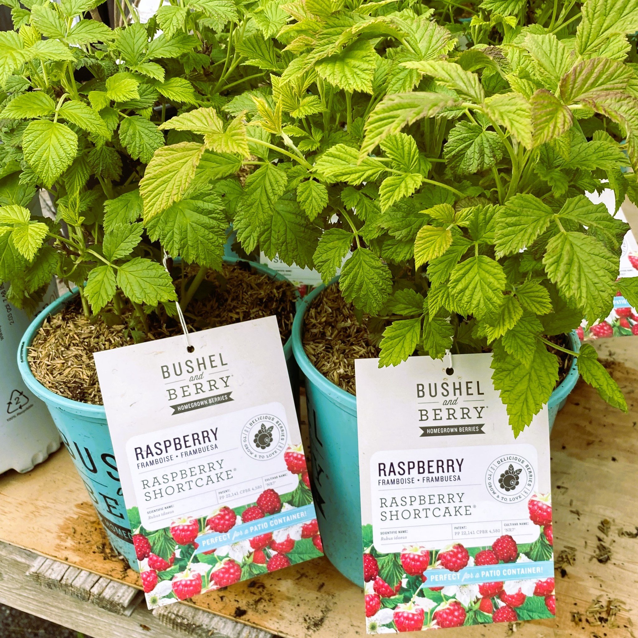 🍓 Say hello to the revolutionary Raspberry Shortcake! This thornless raspberry plant is perfect for patio pots or your garden. With its compact and rounded growth, it&rsquo;s great for kids and adults alike. No need for staking or big garden spaces 