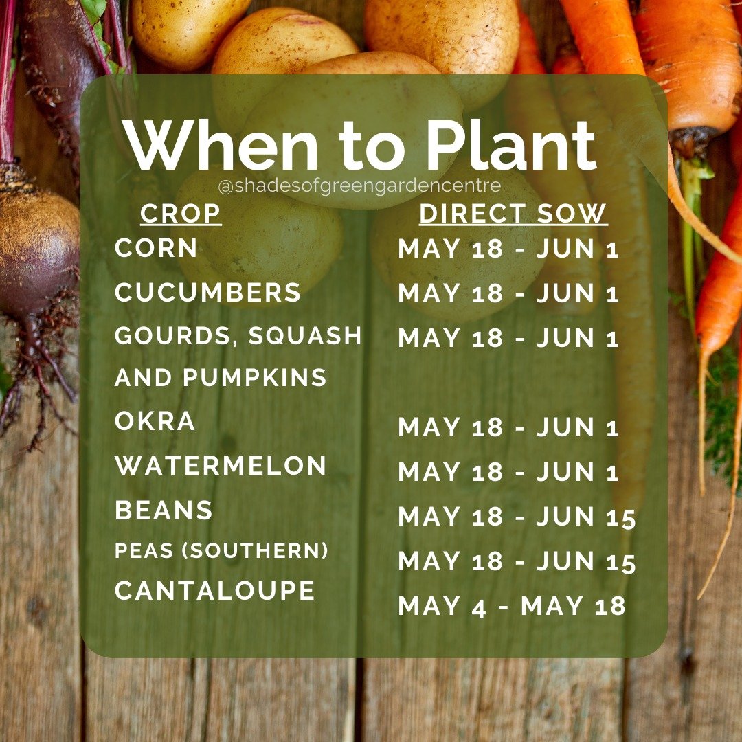 📅Ready to grow your own fruits and veggies? Check out our handy planting chart to find the best times to plant seeds that can be directly sowed.

🌱 Direct sowing is a gardening method where seeds are planted directly into the soil where they will g