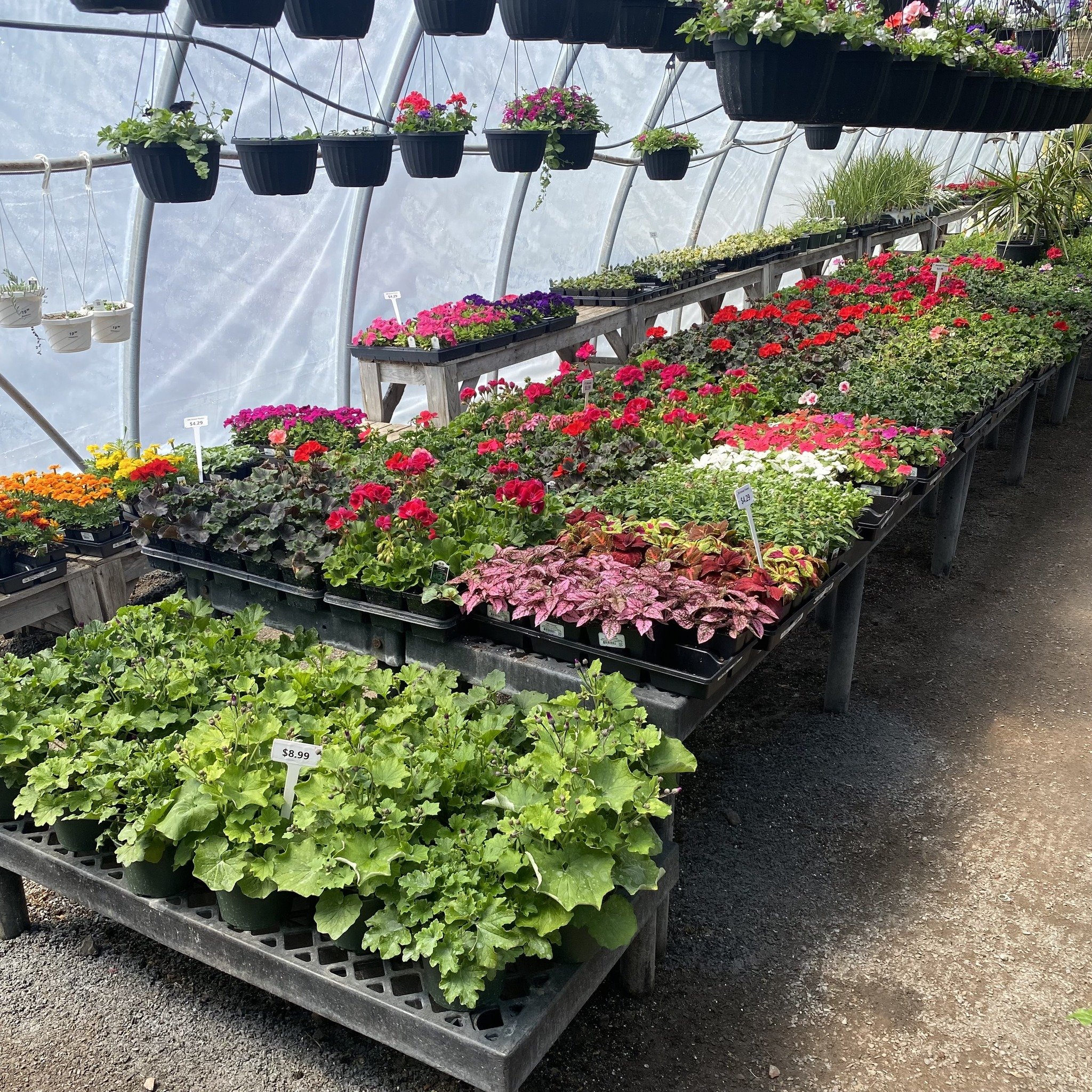 🌸🌿 Spring has sprung at Shades of Green! 🌿🌸 Our greenhouses are bursting with vibrant blooms and lush greenery, ready to brighten up your garden. Come explore our beautiful selection of flowers and plants, perfect for adding a pop of color to you
