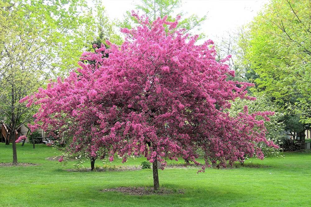 They say the best time to plant a tree was 20 years ago — the second best time is today. This Mother’s Day, plant love, roots, and memories. 💚🌸