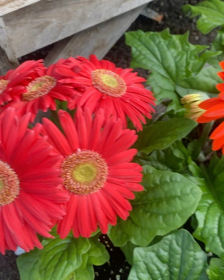 We have beautiful Gerber Daisies in many colours - can be planted along other flowers or they make a statement all on their own