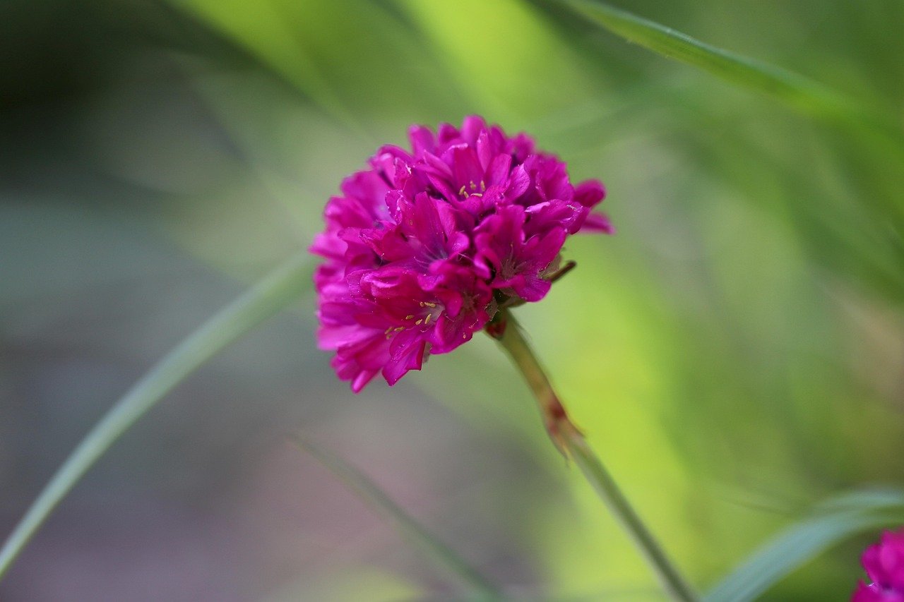 Tough but charming – Armeria (Sea Thrift) adds a splash of color to sunny, well-drained spots. Now available!