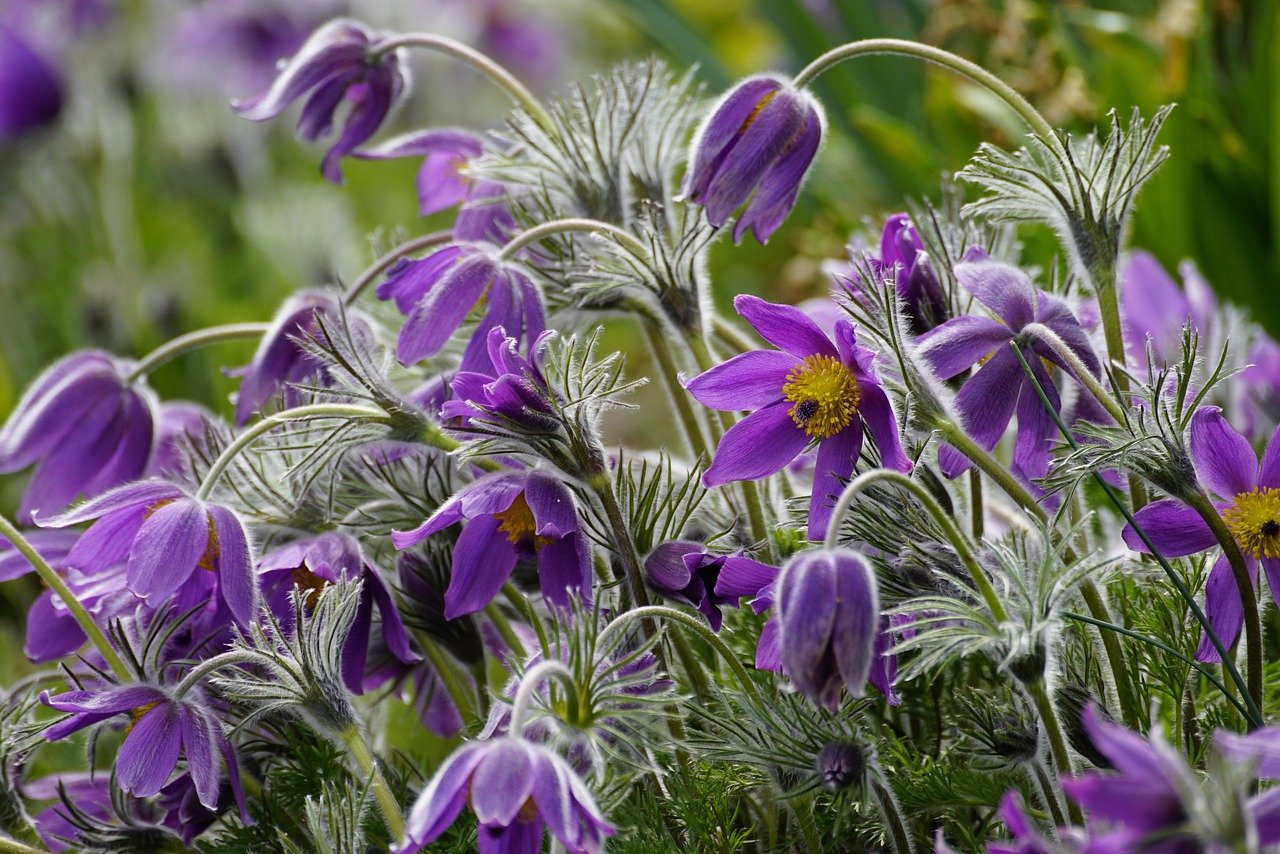 Brighten your beds with bellflowers! We have a few colours in stock – perfect for adding charm to sun or part-shade gardens.