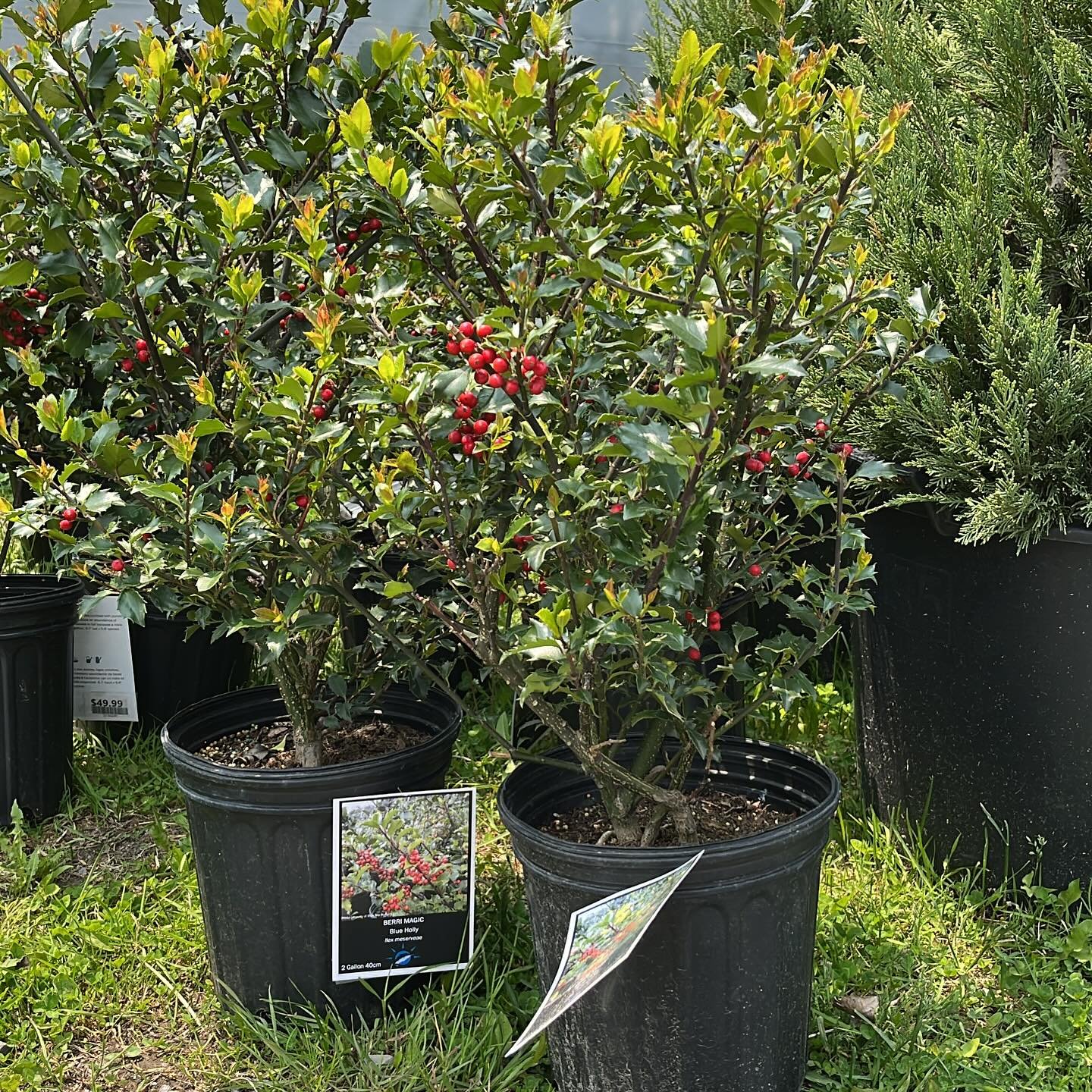 we have some beautiful holly bushes available at our greenhouse! They're berri-magical