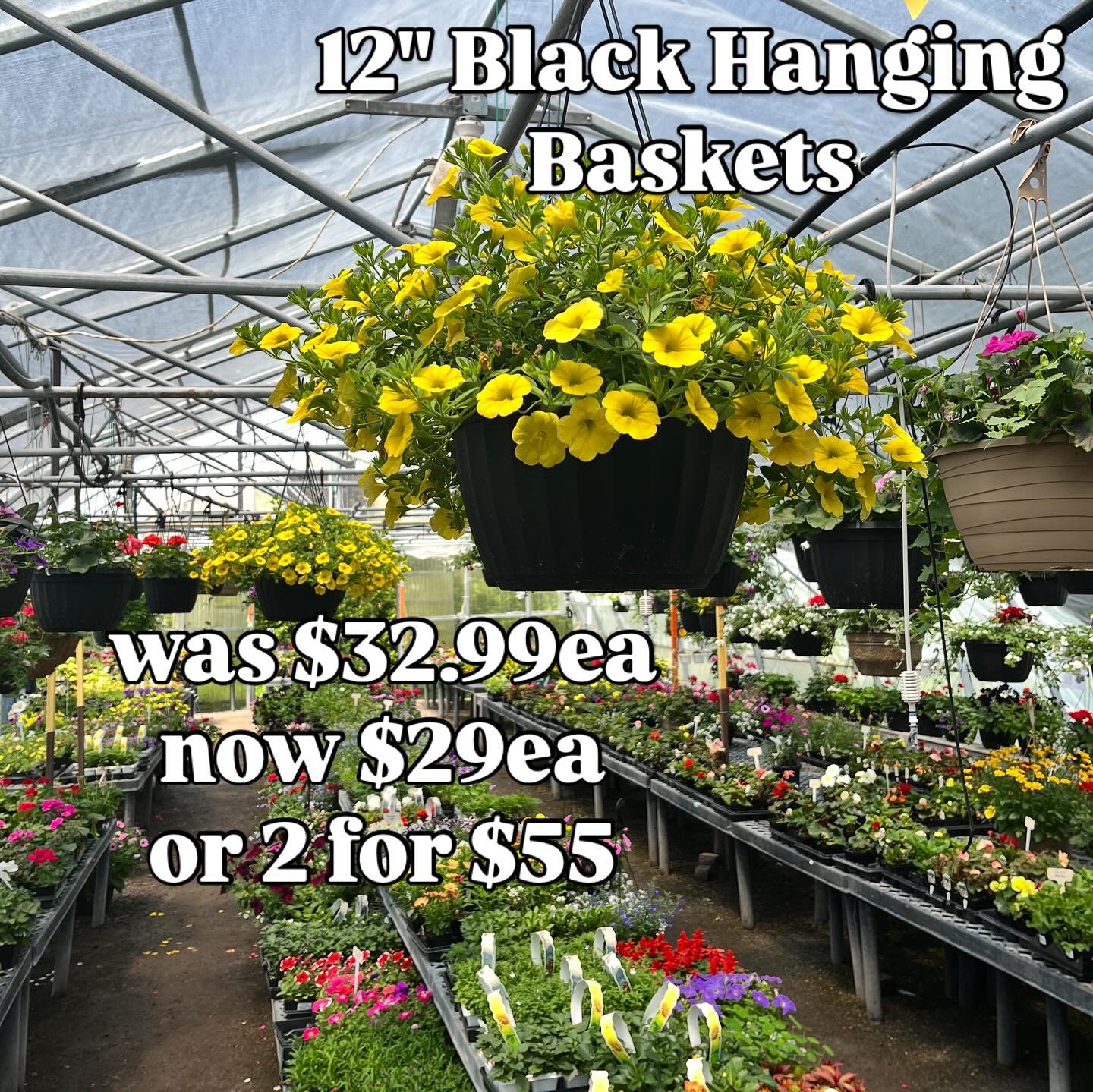 our hanging baskets are on special!