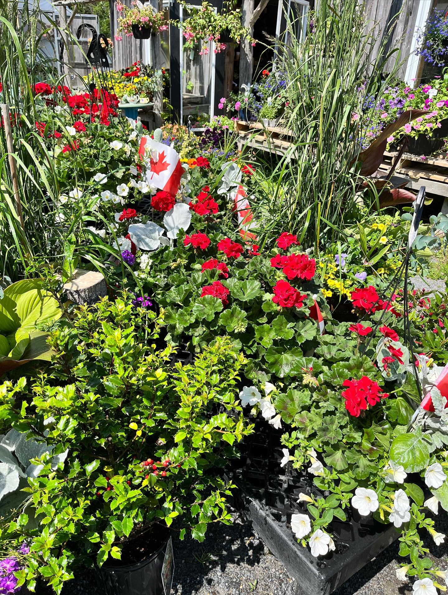 We are getting in the red &amp; white spirit for this coming long weekend! 🇨🇦