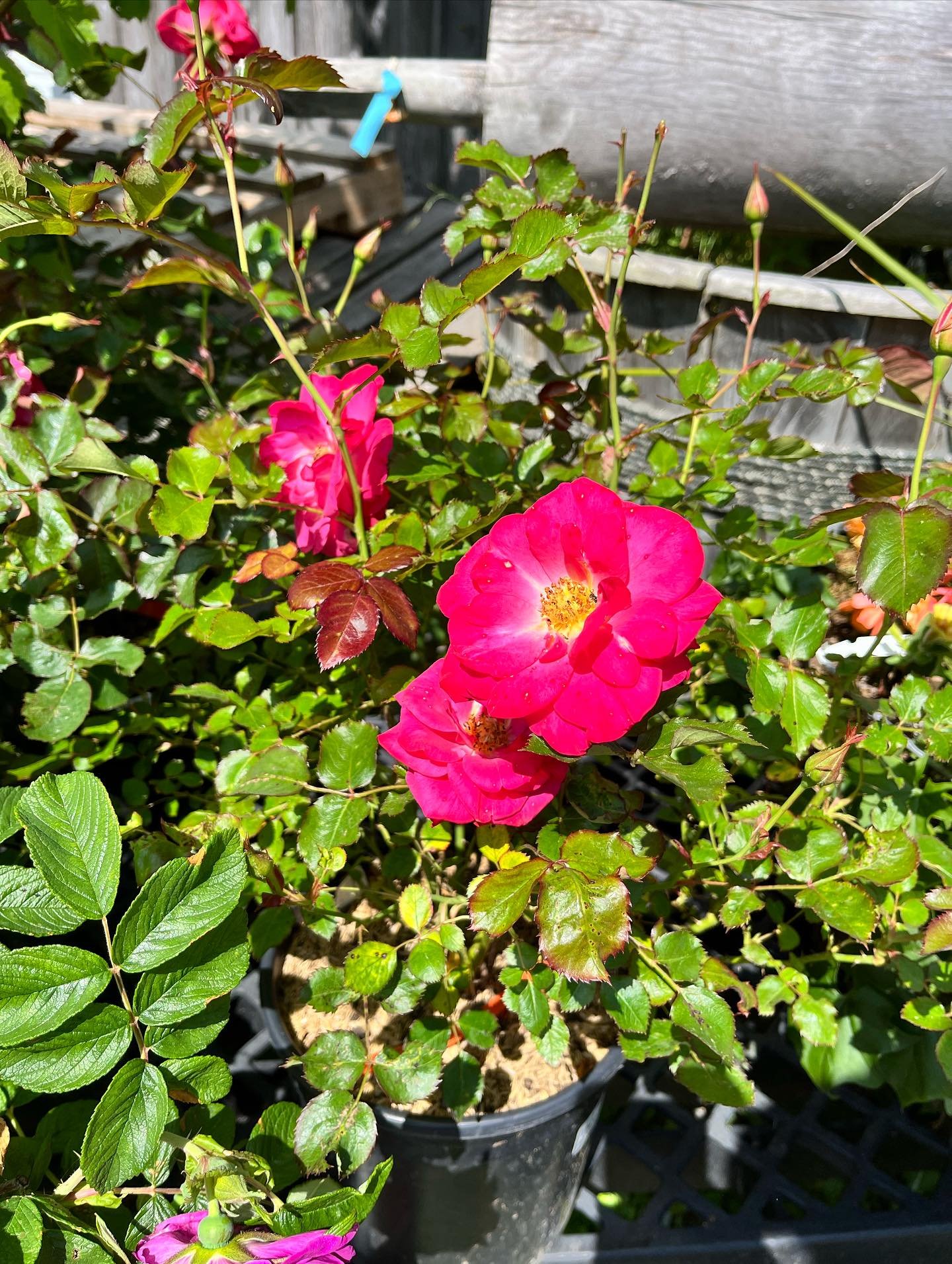 Feeling rosy? What a beautiful day!