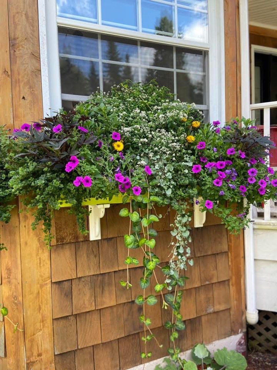 A gorgeous window box Clare custom designed for Diane last year - they look beautiful when they leave the shop but even more gorgeous when they grow throughout the season 💖