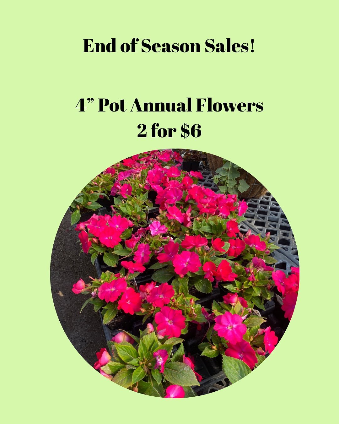 Come in and get a deal on the wonderful plants we still have available! Sales on while supplies last