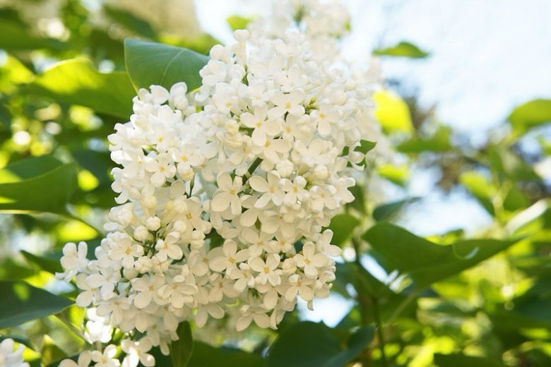 Our Japanese ivory silk lilac trees are in bloom! This popular ornamental tree does wonderful in our climate