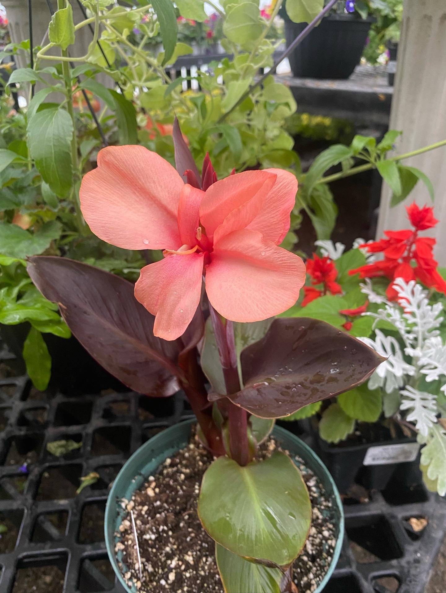 We have some beautiful Canna Lillies in bloom! Pick up yours today π€©