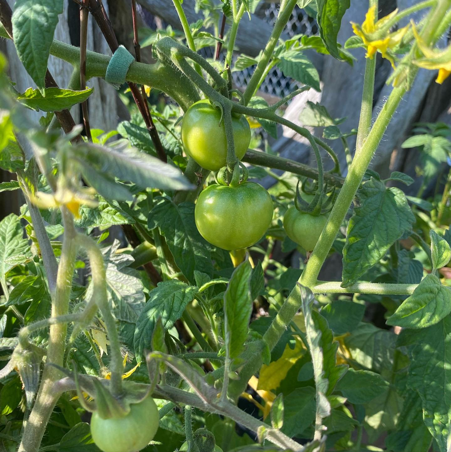 Its not too late to pick up tomato plants at Shades of Green! We have cherry tomatoes, Super Sweet 100s, that will continue to grow and give you delicious tomatoes throughout the season.