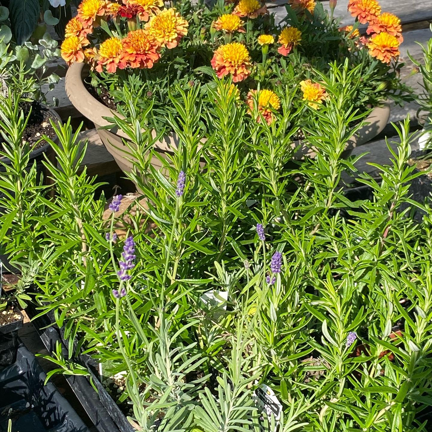 4” potted herbs are buy 1 get 1 free while supplies last! Pictured is lavender that can potentially be overwintered depending on planting location and winter protection.