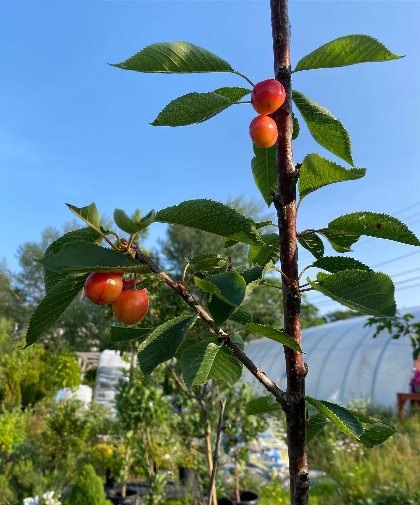 Check out these cherries! We have some cherry trees available that already have cherries on them 🍒