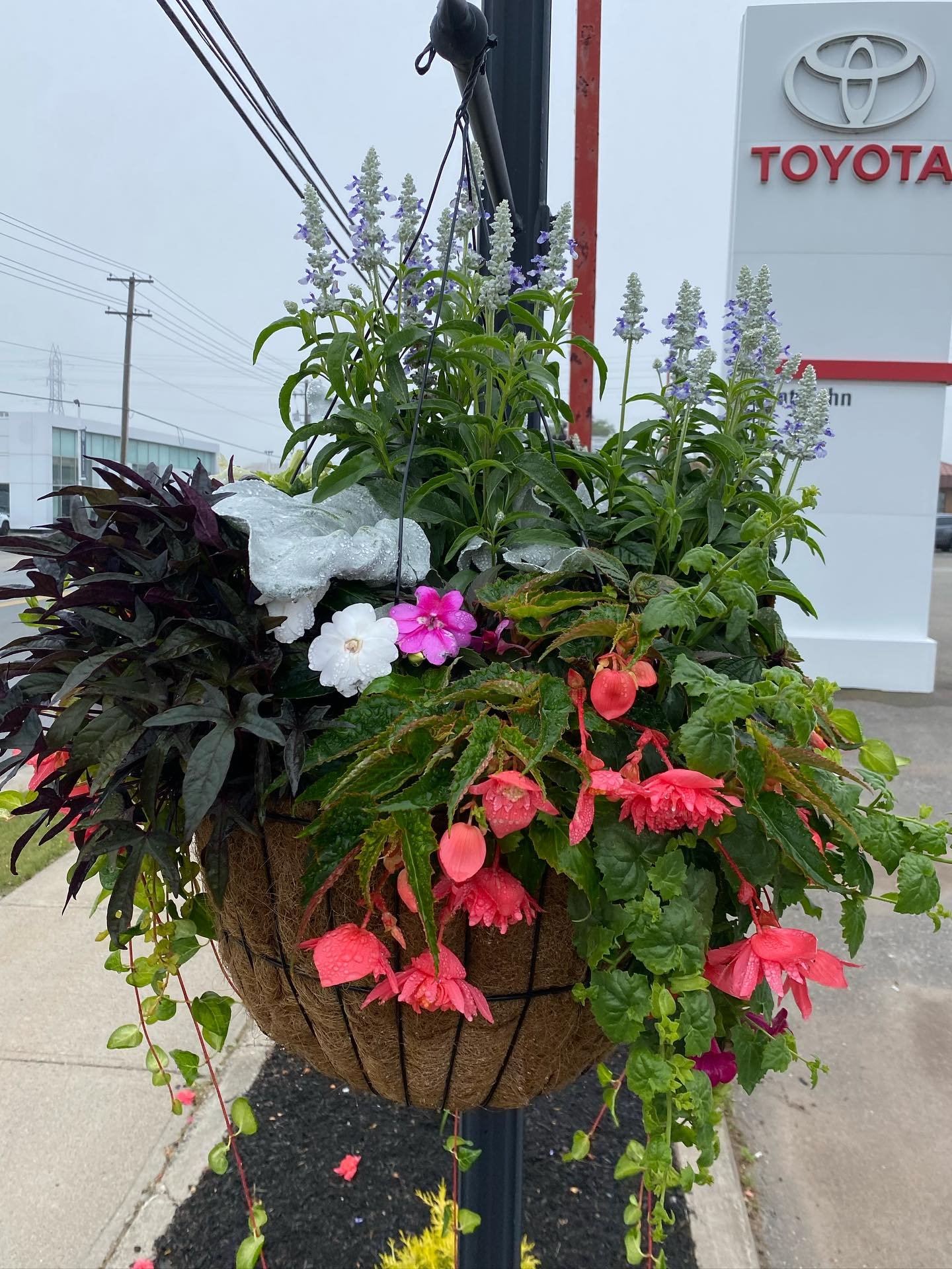 Excited to see the flowers bursting put of the planters and hanging baskets at @saintjohntoyota 🤭