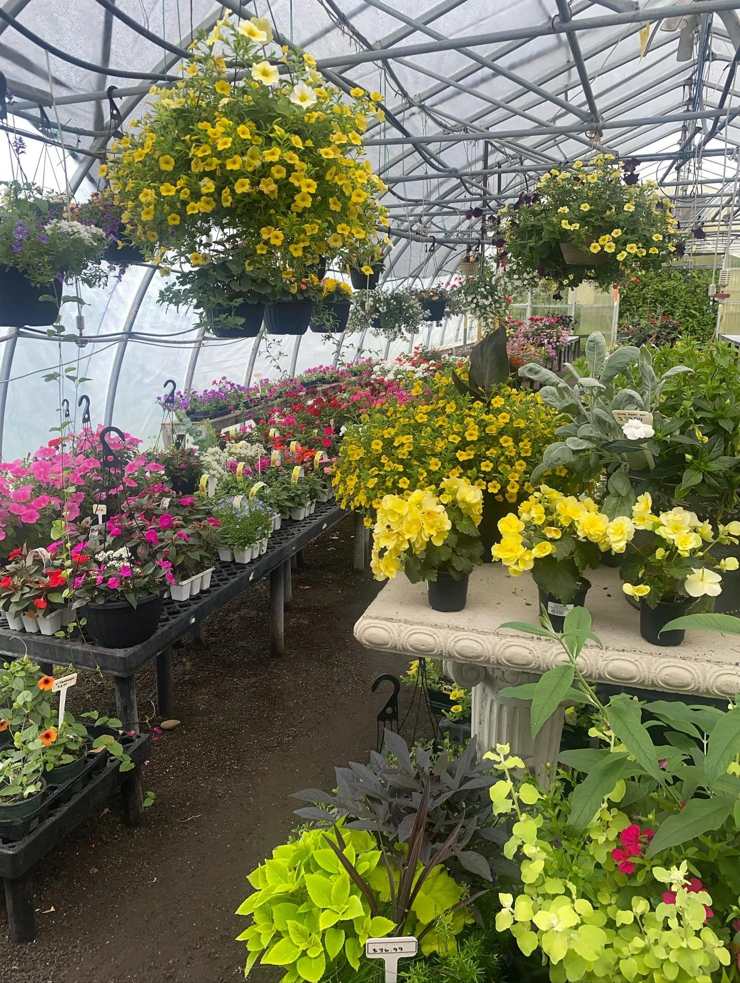 Come enjoy our greenhouse while there is still time! Open until 5pm today 🌞