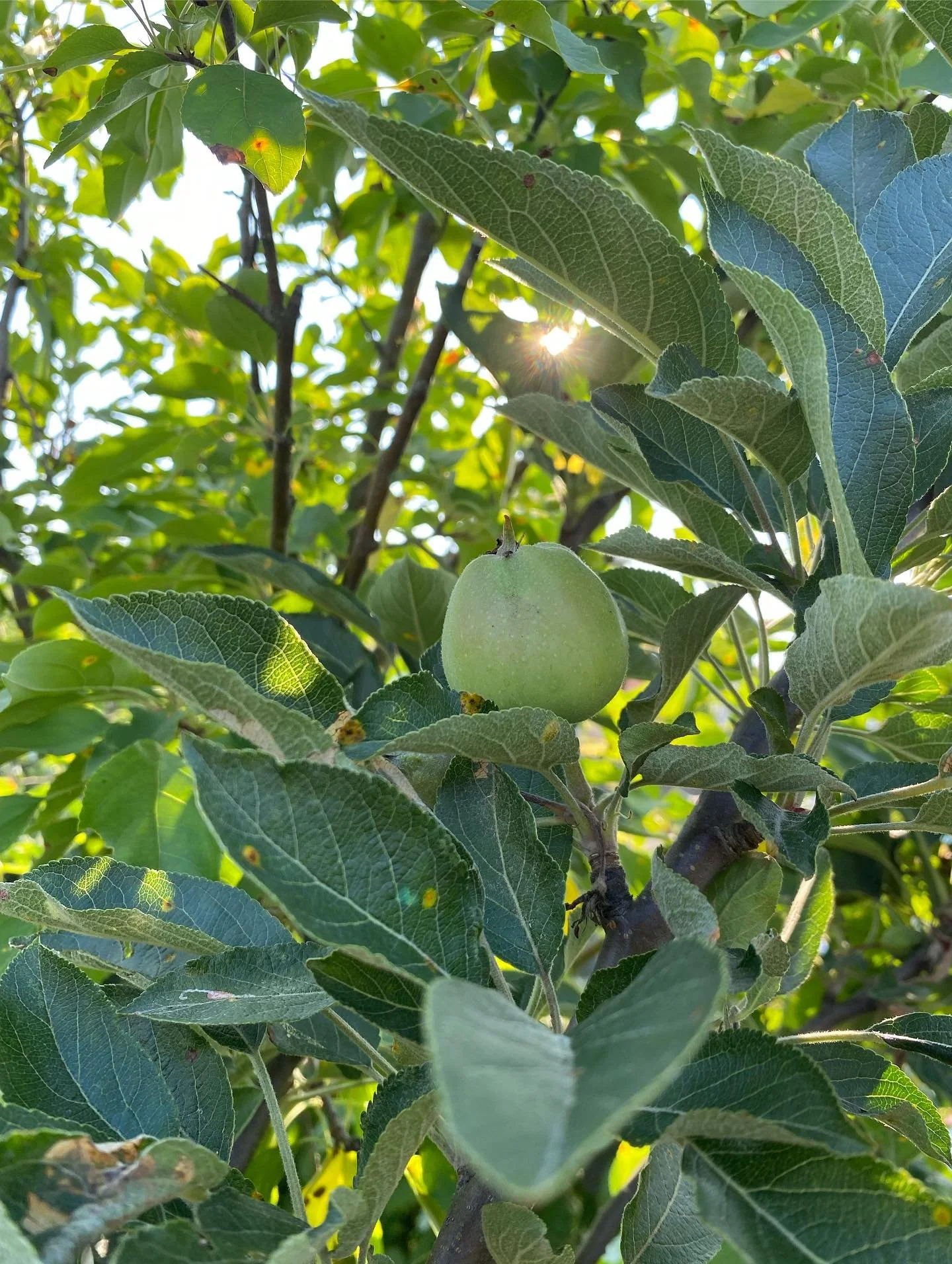 Thinking of adding fruit trees to your garden? We can help you out with picking variety, planting advice and more 🍎