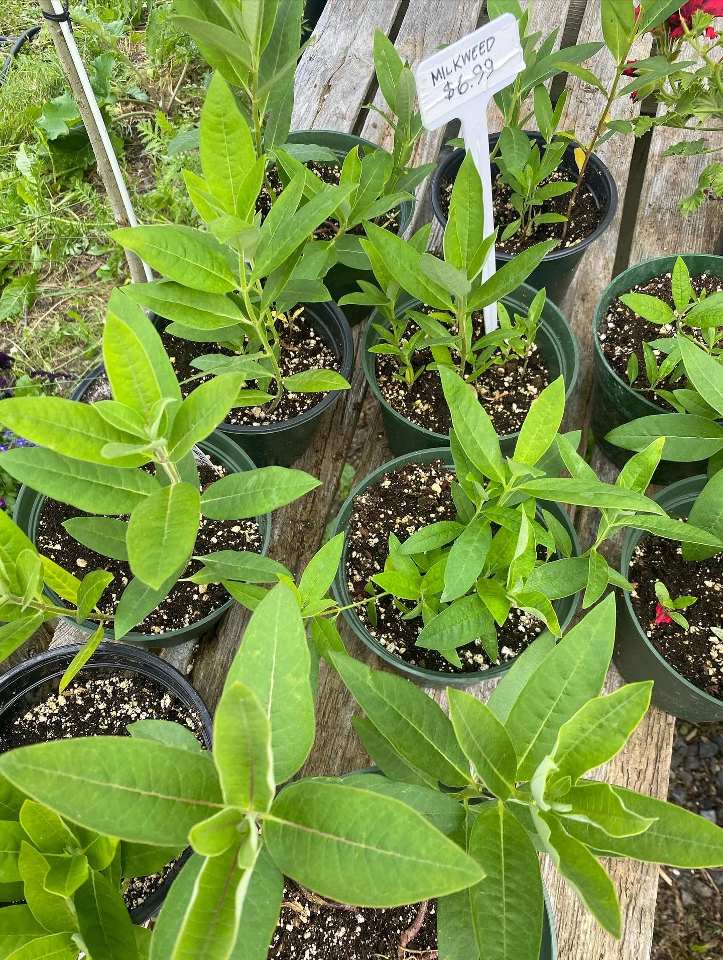 Pick up some milkweed to invite monarchs to your home!