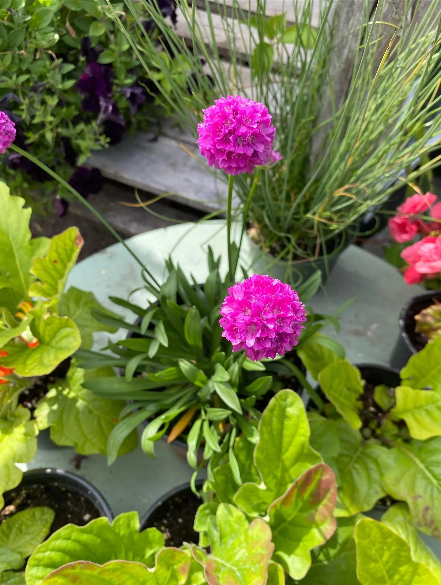 Sea thrift is a beautiful perennial that grows into these luscious green mounds with purple flowers popping out of the foliage, we have some left to add to your garden