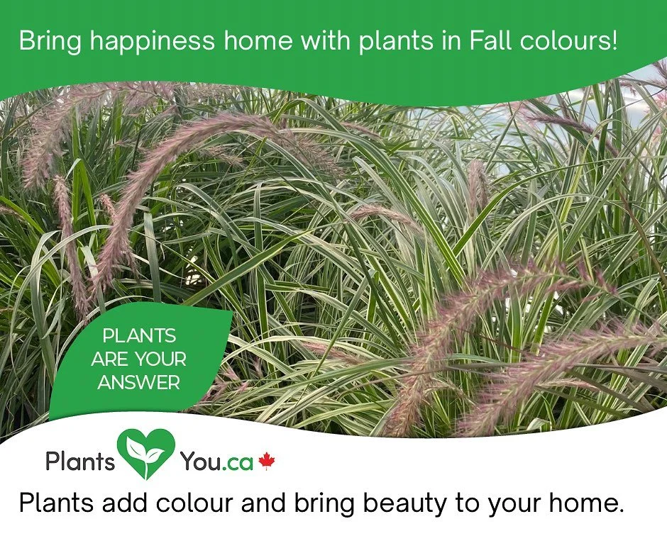 Fall is on its way 🍃 Instead of being sad over the end of Summer why not celebrate with beautiful fall plants?
For the month of September we will be open on Fridays 10-4, please continue to call ahead for bulk topsoil & mulch as well as any oth