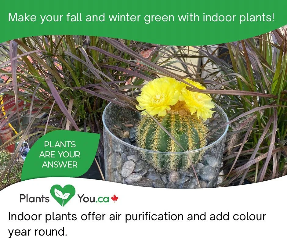 Why not have an indoor garden? We can offer great advice and beautiful plants to keep your green thumb happy year round. 💚