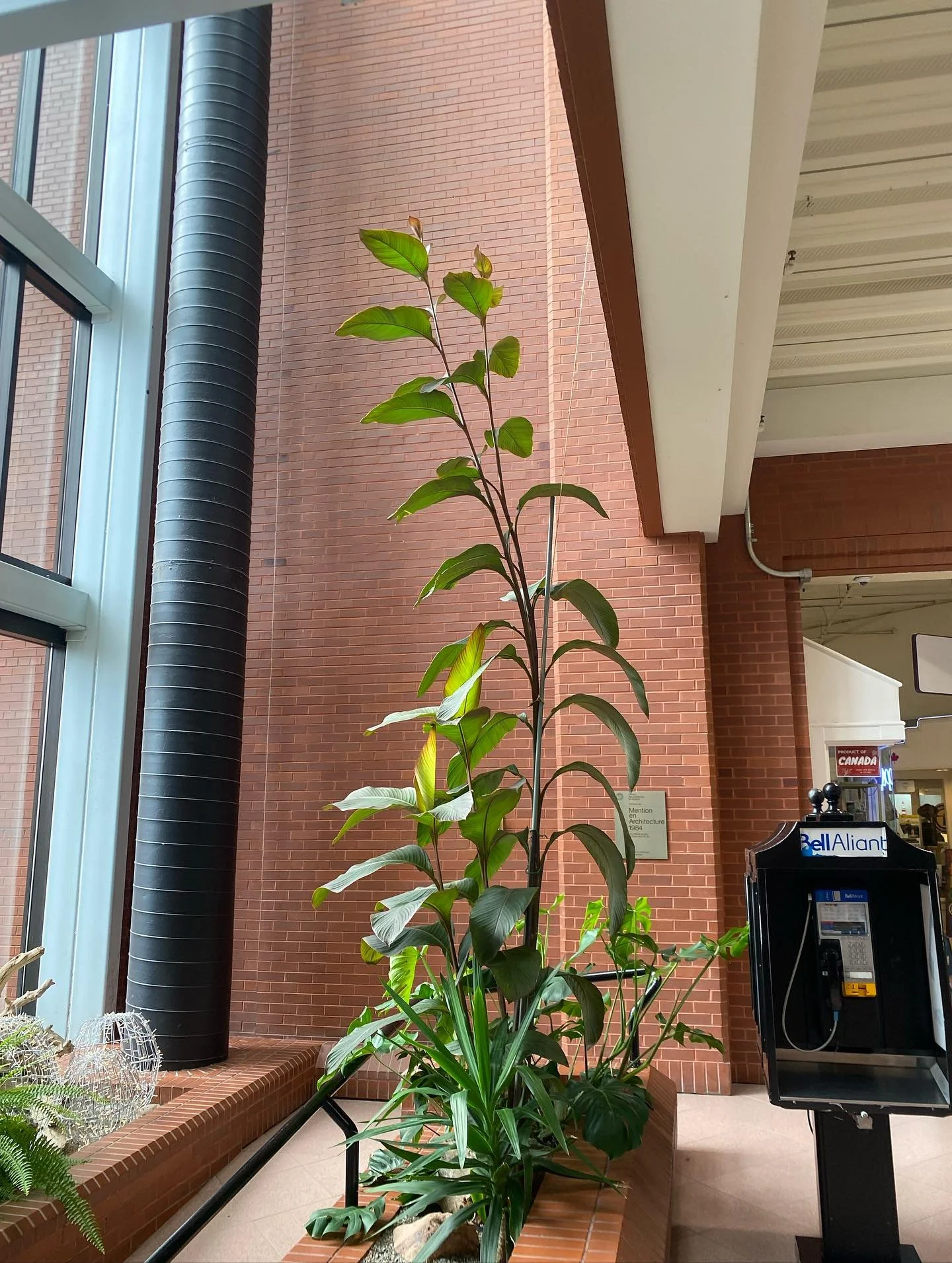 The canna lily in @marketsquaresj is ginormous! Canna bulbs can be saved before frost to be replanted and enjoyed next year, or in this case a really special indoor plant.