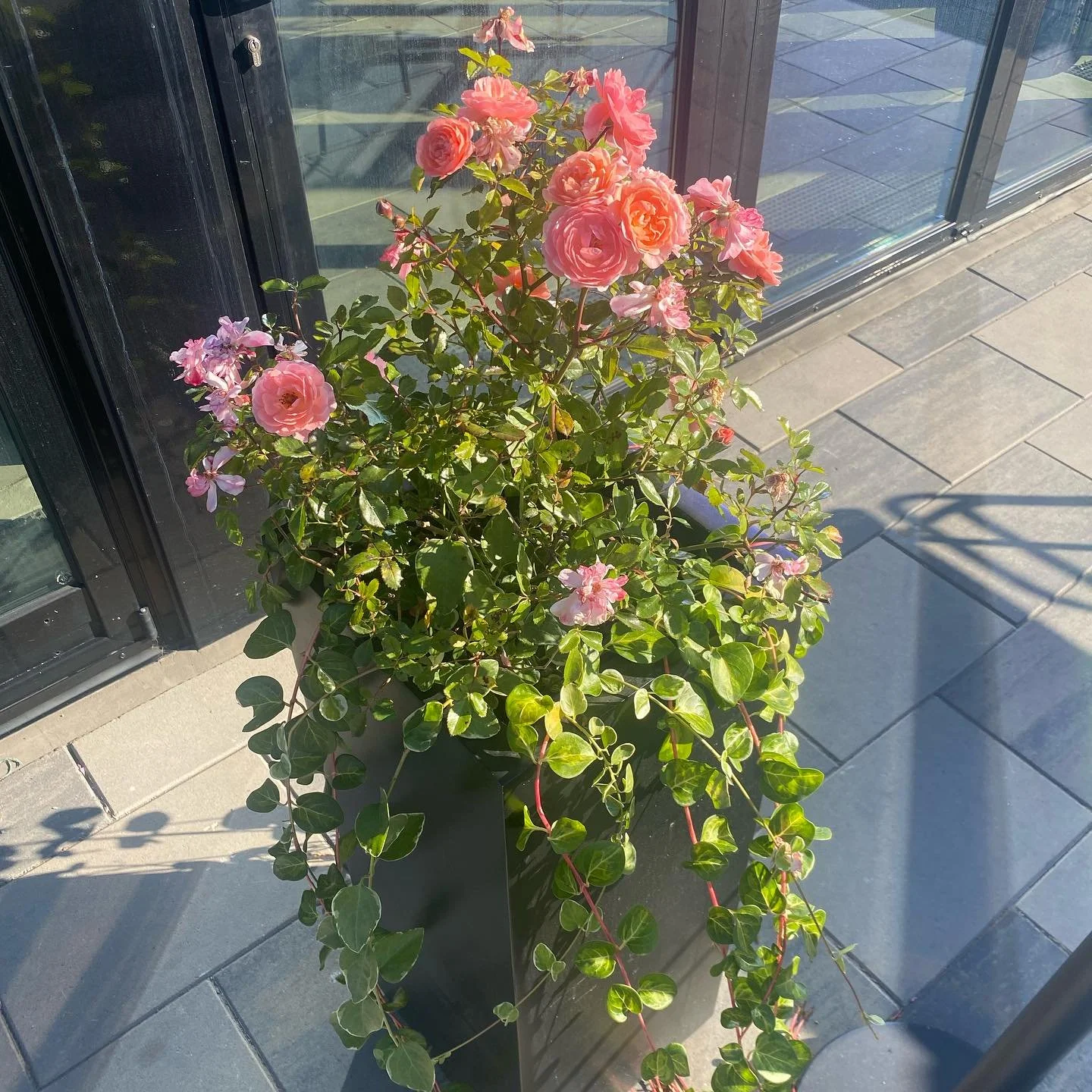 Stop and smell the roses! Fall is here but we’re continuing to enjoy whats in bloom 🌹