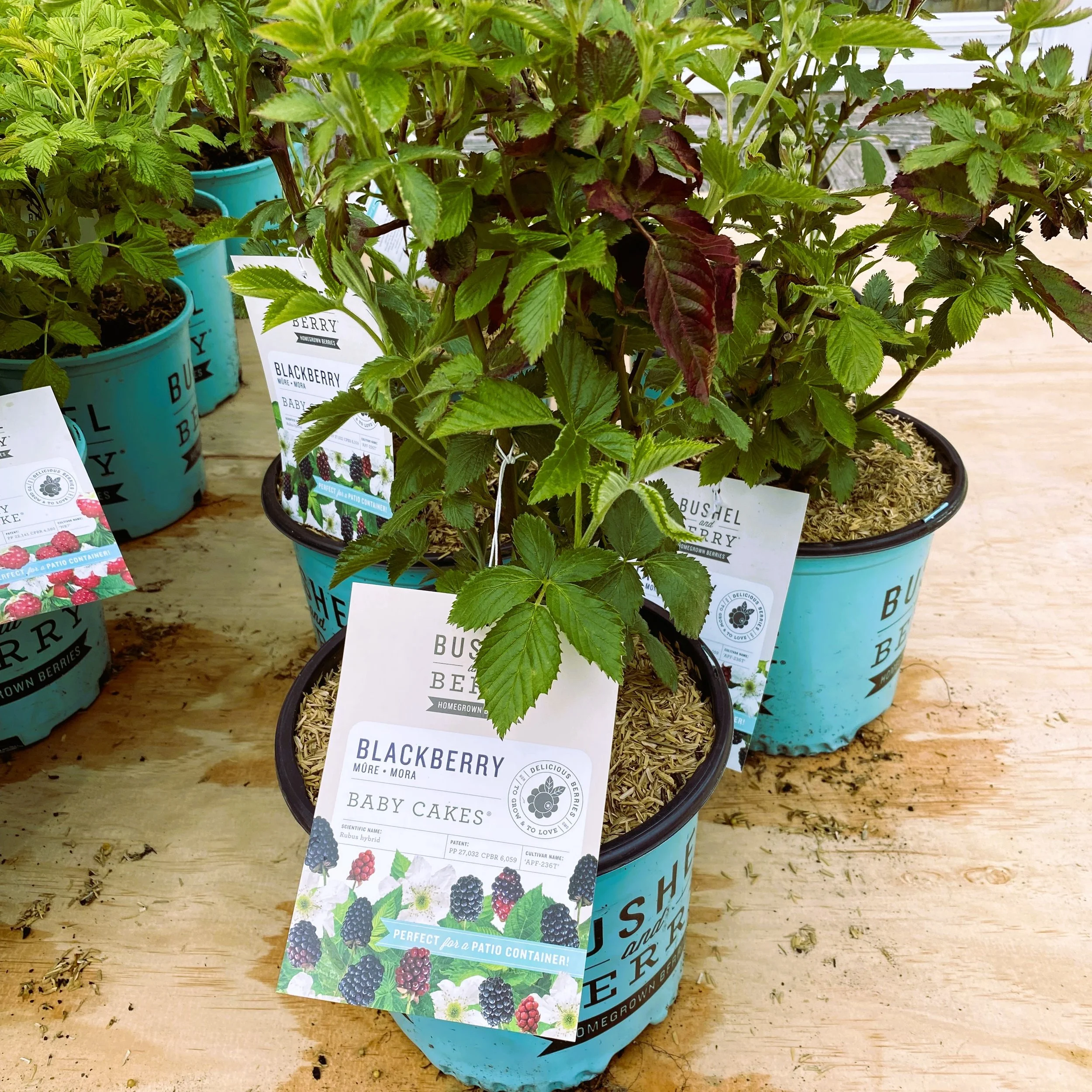 Potted blackberry plants with labels on a wooden table.