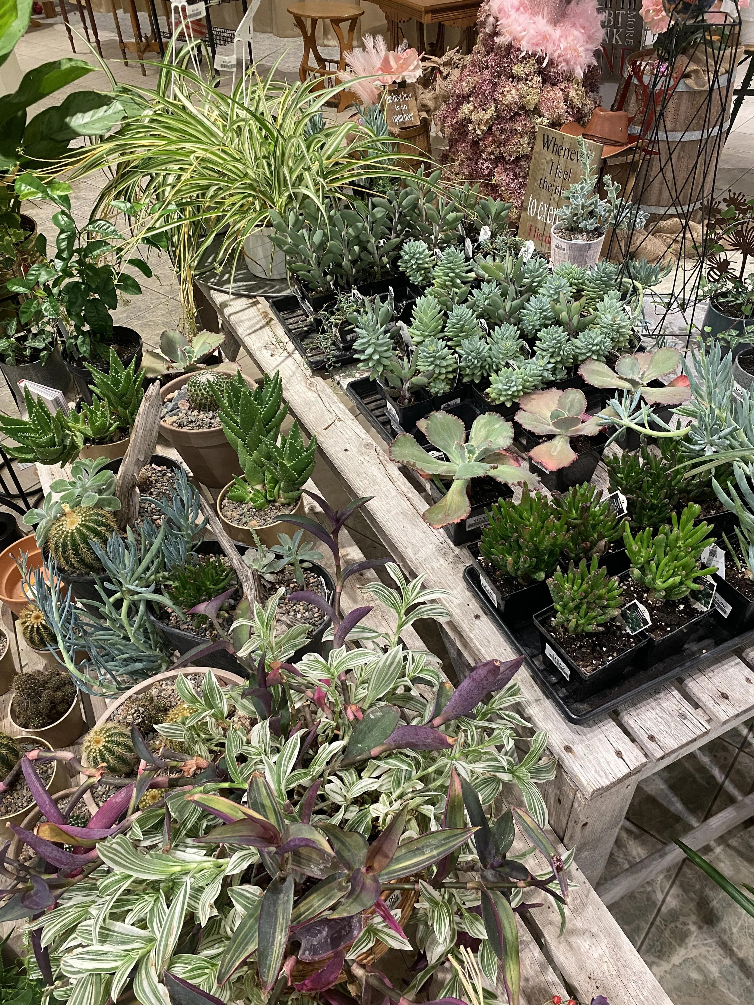 Assorted potted succulents and cacti displayed on rustic wooden tables in a plant store.
