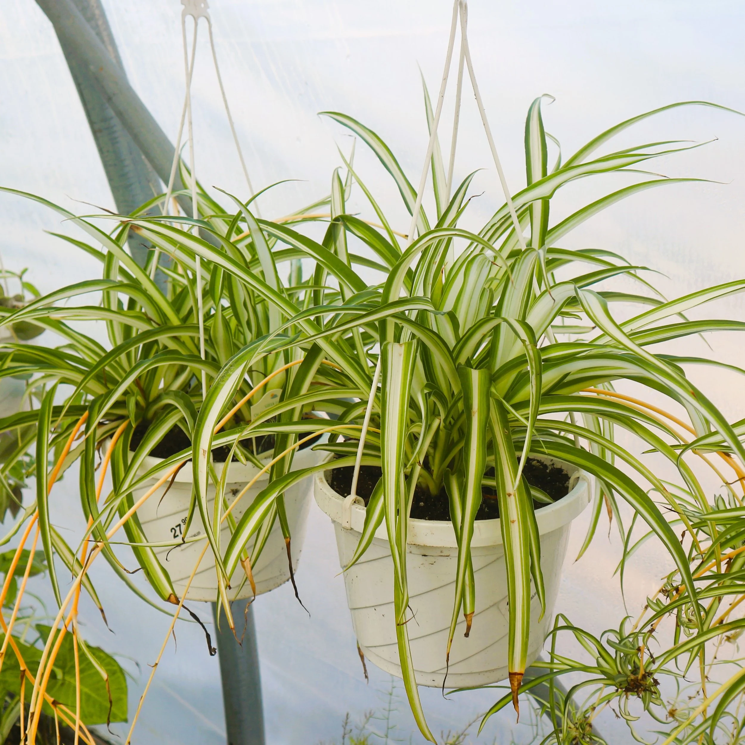A potted spider plant with long, narrow green and white striped leaves hanging from a hanging white pot inside a greenhouse.