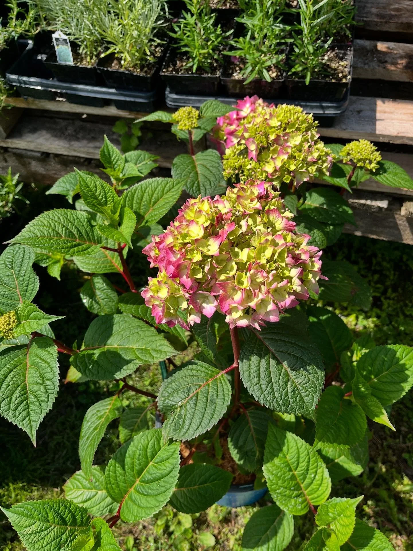 Pink and green hydrangea flowers with green leaves in a garden.