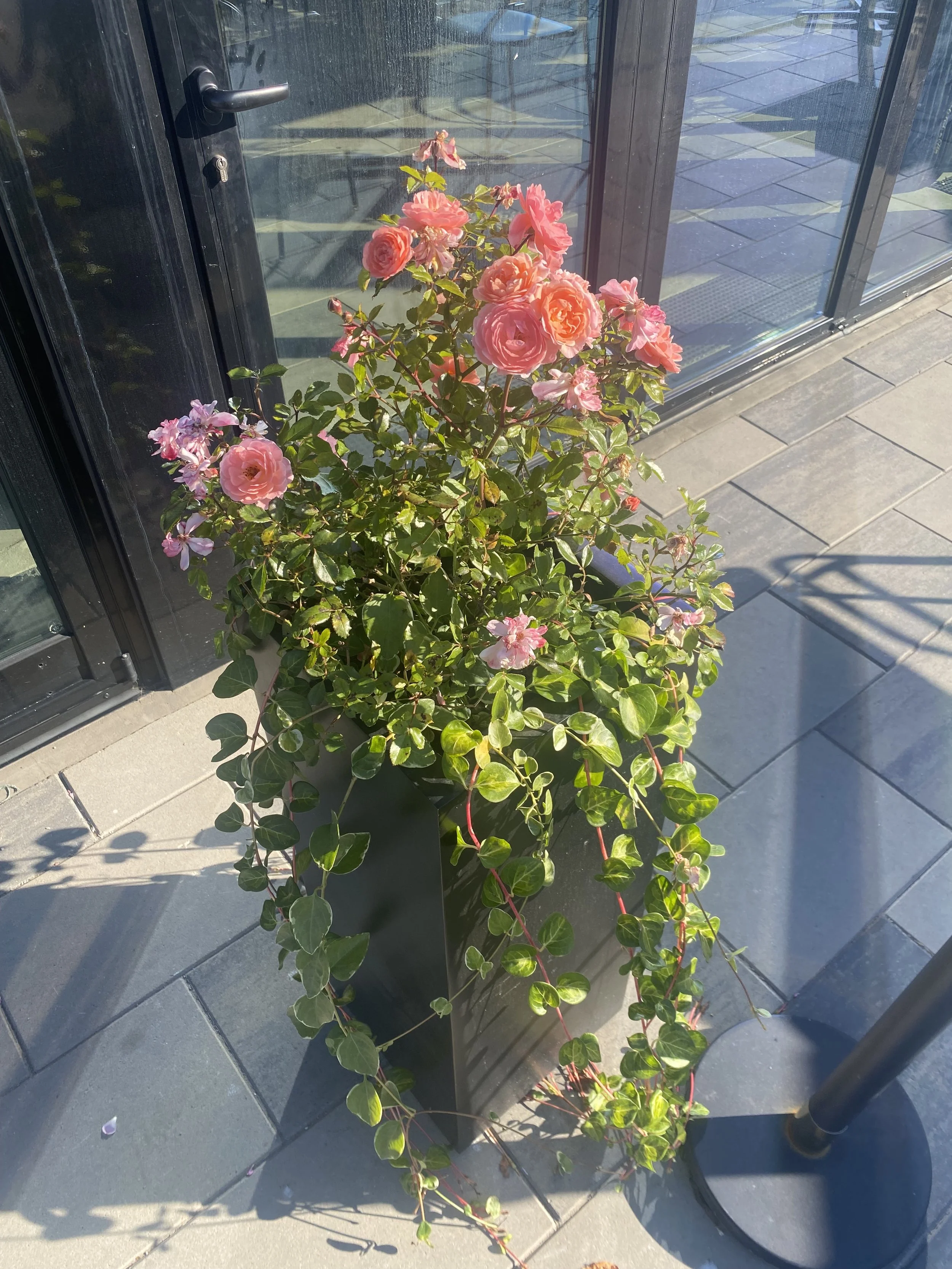 The Country Club. Custom Restaurant Patio Rose Planters 2025