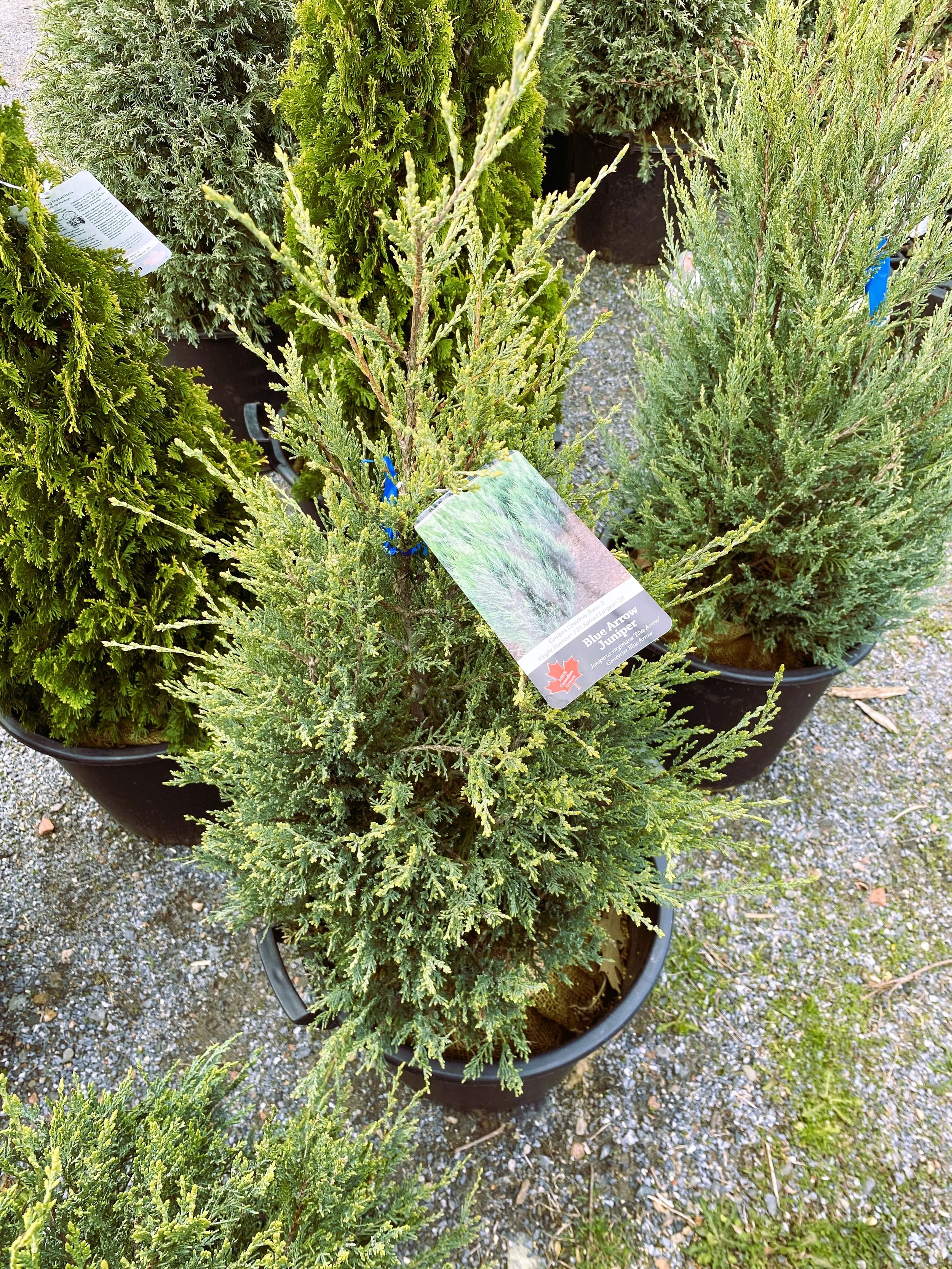 Various potted evergreen trees on a gravel surface, one with a label reading 'Blue Arrow Juniper'.