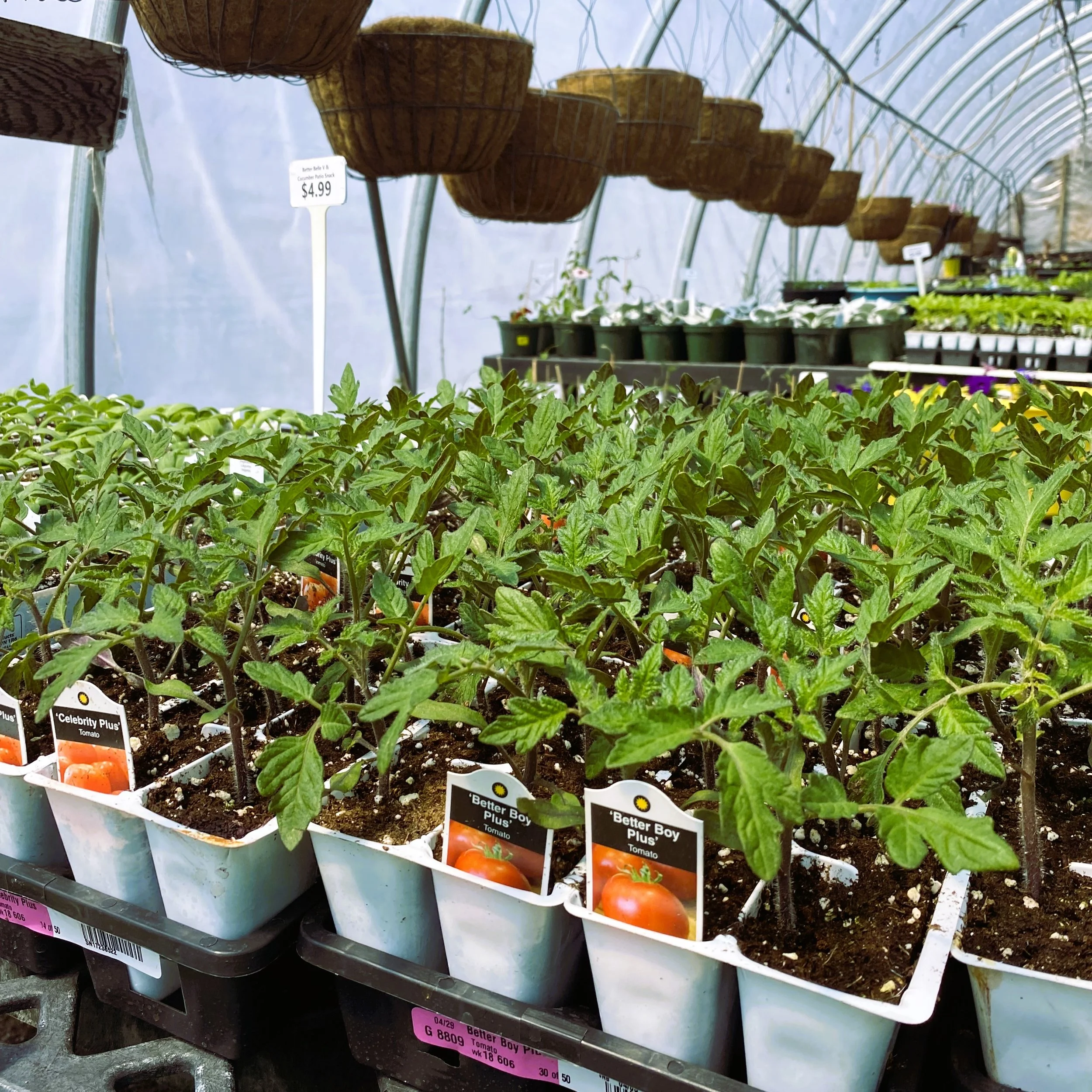Tomato seedlings in small pots inside a greenhouse with hanging baskets and potted plants in the background.