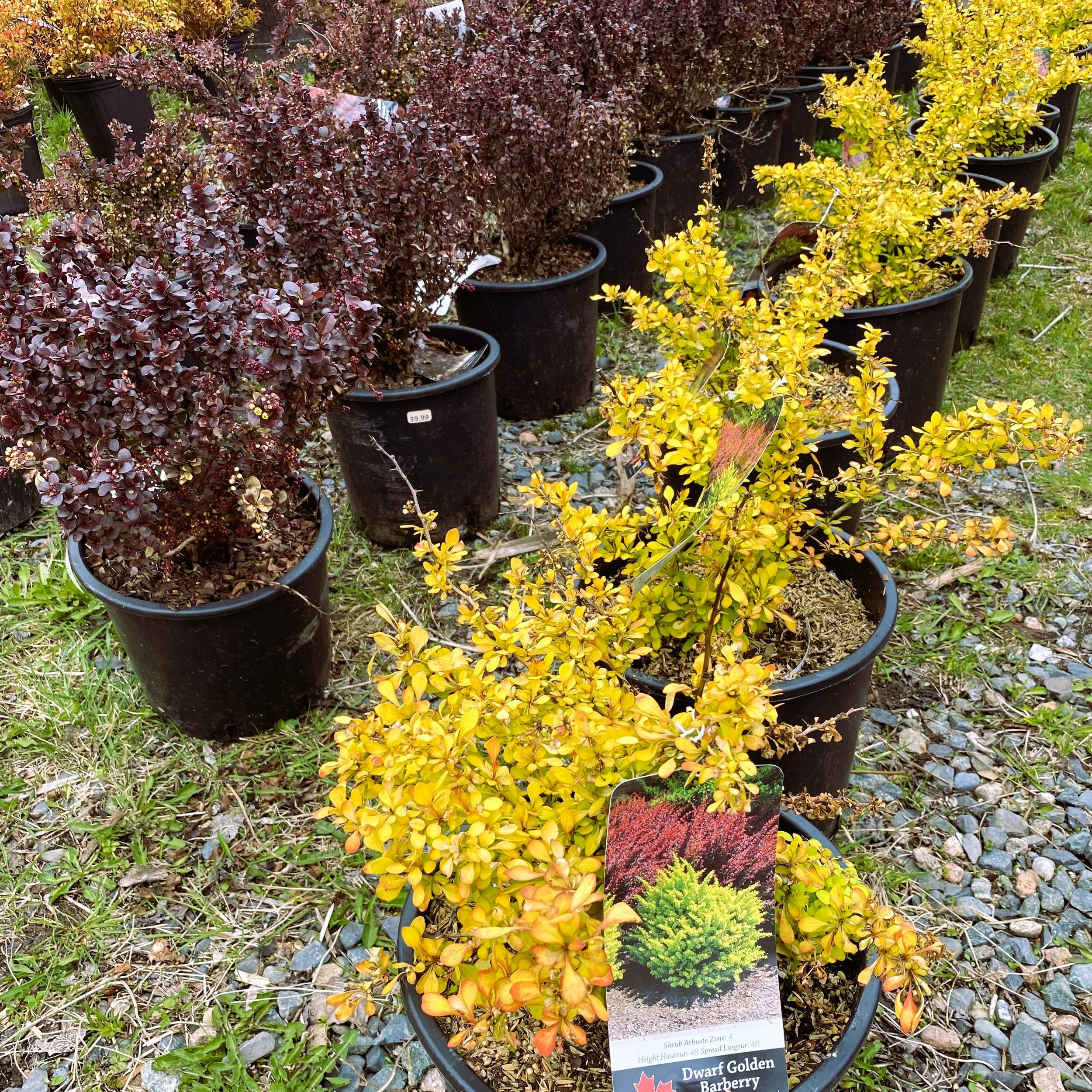 Multiple potted shrubs outdoors, with one labeled Dwarf Golden Barberry, featuring yellow and green foliage, arranged on a gravel surface.
